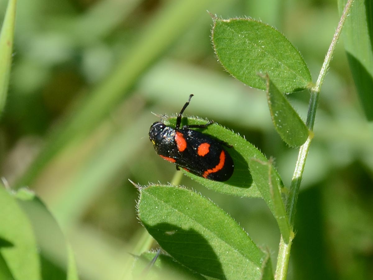 Cercopis sanguinolenta